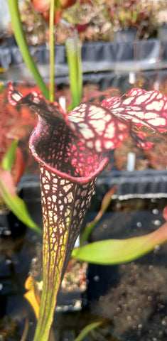 Sarracenia x (S. oreophila {Dekalb Co.} x S. leucophylla "helmut's delight)