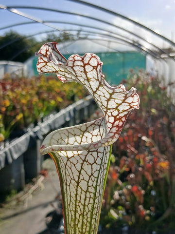 Sarracenia leucophylla