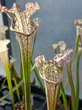 Sarracenia leucophylla