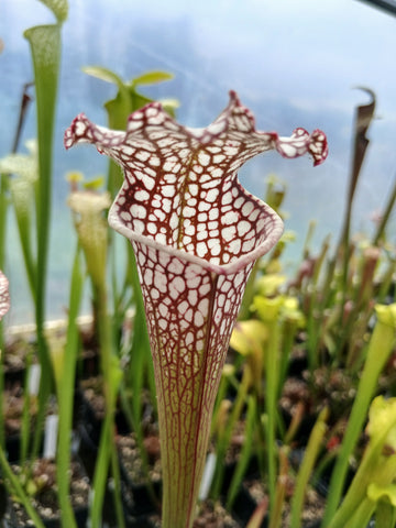 Sarracenia leucophylla 'Cronus' (Titan tm)