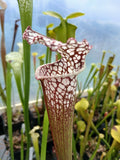 Sarracenia leucophylla 'Cronus' (Titan tm)