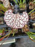 Sarracenia leucophylla 'Cronus' (Titan tm)