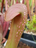 Sarracenia minor