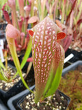 Sarracenia minor