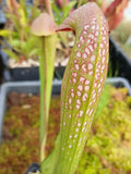 Sarracenia minor {Francis Marion NP, Charleston Co., SC}