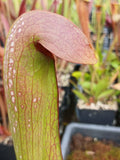 Sarracenia minor {Francis Marion NP, Charleston Co., SC}