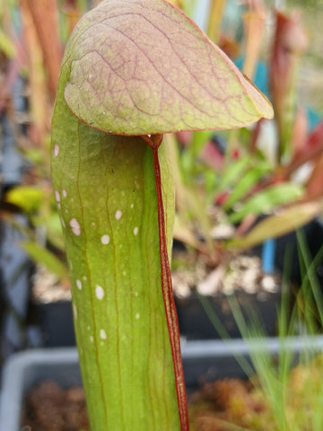 Sarracenia minor {Francis Marion NP, Charleston Co., SC}