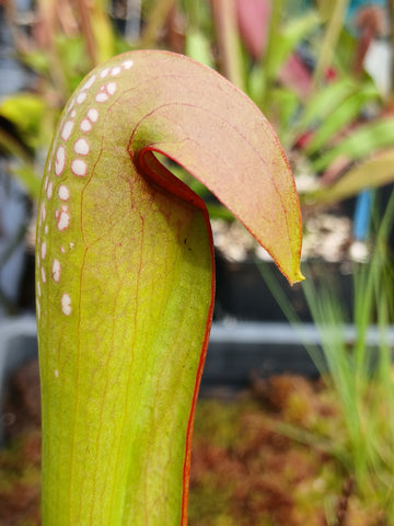Sarracenia minor