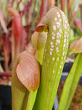 Sarracenia minor