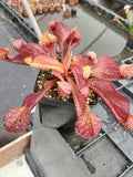 Sarracenia psittacina var. okefenokeensis