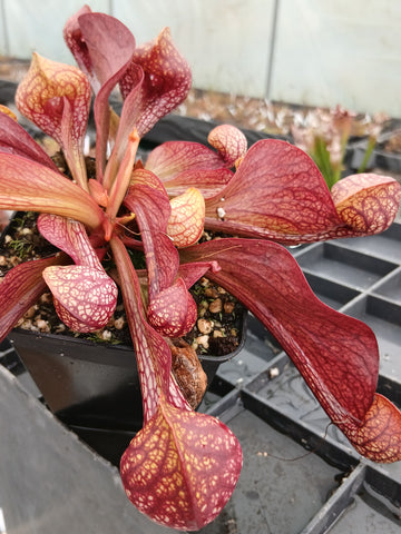 Sarracenia psittacina var. okefenokeensis