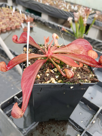 Sarracenia psittacina {Orange Co., FL}