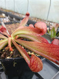 Sarracenia psttacina var. okefenokeensis (lbg)
