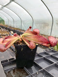 Sarracenia psttacina var. okefenokeensis (lbg)