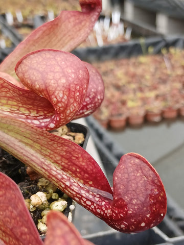 Sarracenia psttacina var. okefenokeensis (lbg)