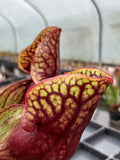 Sarracenia purpurea ssp. purpurea