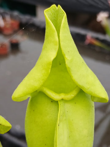 Sarracenia purpurea ssp. purpurea f. heterophylla