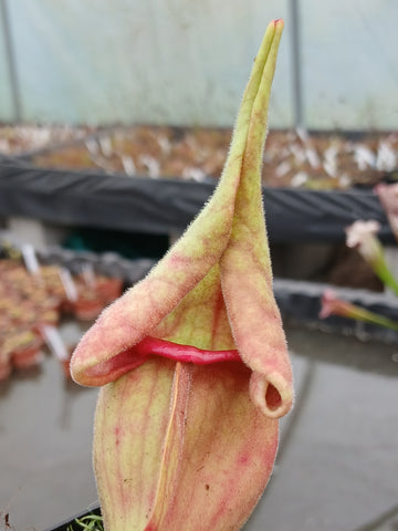 sarracenia purpurea "smurf"