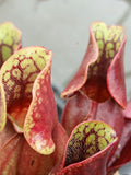 Sarracenia purpurea ssp. purpurea {Monroe Co., PA}