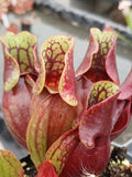 Sarracenia purpurea ssp. purpurea {Monroe Co., PA}