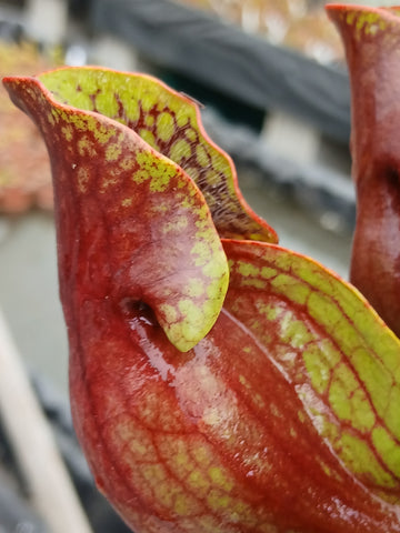 Sarracenia purpurea ssp. purpurea {Monroe Co., PA}