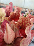 Sarracenia purpurea ssp. venosa