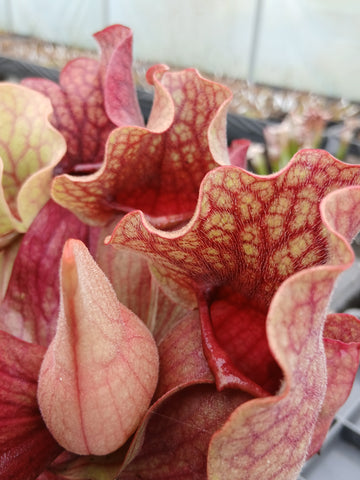 Sarracenia purpurea ssp. venosa
