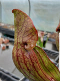 Sarracenia purpurea ssp. purpurea