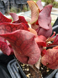 Sarracenia purpurea ssp. venosa f. rouge