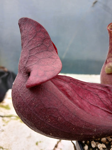 Sarracenia purpurea ssp. venosa f. rouge