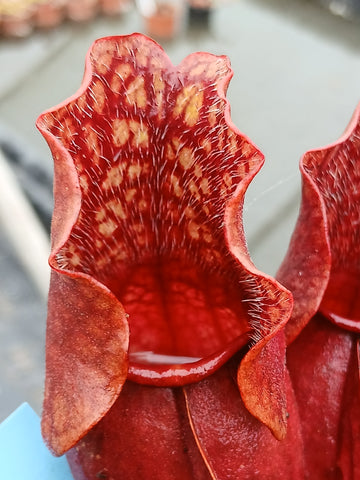 Sarracenia purpurea ssp. venosa 'Red Ruffles"