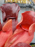 Sarracenia purpurea ssp venosa var. burkii "Louis Burke"