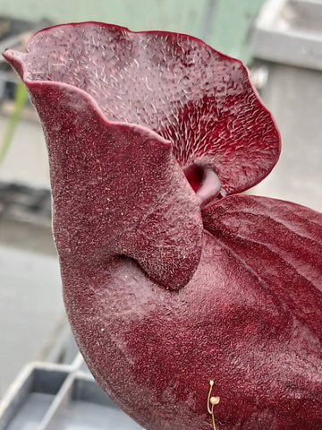 Sarracenia purpurea ssp venosa var. burkii "Louis Burke"