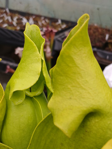 Sarracenia purpurea ssp. venosa f. pallidiflora