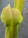 Sarracenia rubra ssp. wherryi (fleur rose/jaune)