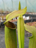 Sarracenia rubra ssp. wherryi (fleur rose/jaune)