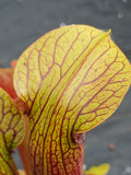 Sarracenia rubra ssp. jonesii "caesar's Head" {Greenville CO., SC}