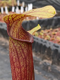 Sarracenia rubra ssp. jonesii "caesar's Head" {Greenville CO., SC}