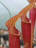 Sarracenia rubra ssp. jonesii "caesar's Head" {Greenville CO., SC}