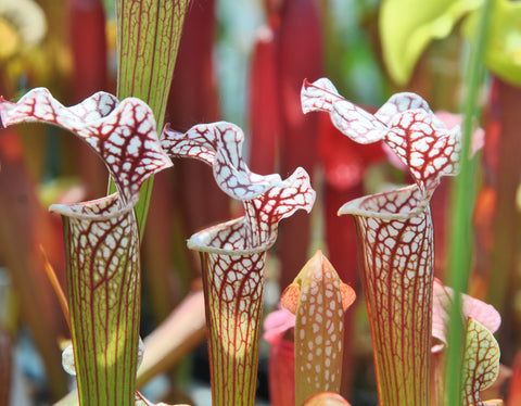 Sarracenia x 'Colin Clayton'