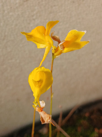 Utriculaire cornuta