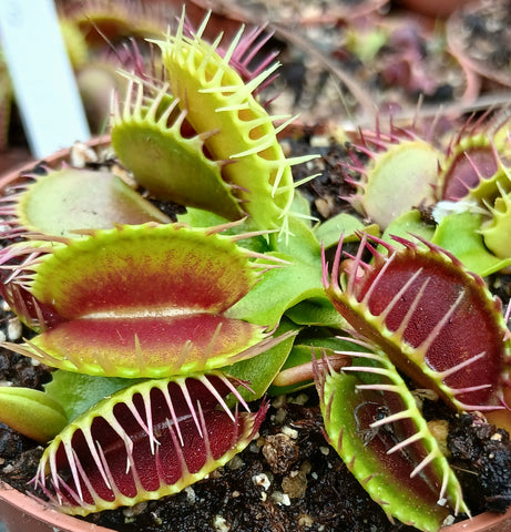 Dionaea "cropped tooth / blotchy"