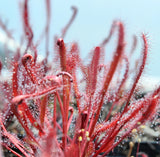 Drosera capensis "red"