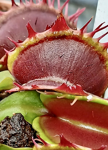 Dionaea 'Fused Tooth'