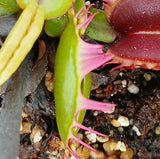 Dionaea 'Fused Tooth'