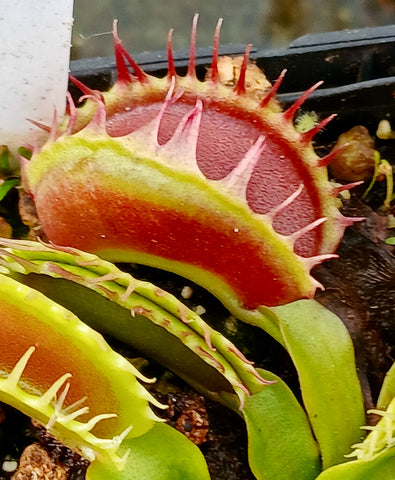 Dionaea "fuzzy tooth"