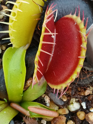Dionaea "gap teeth"