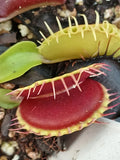 Dionaea "gap teeth"