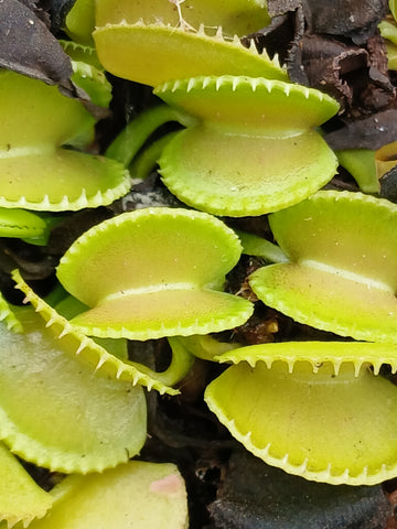 Dionaea 'Green Wizard'