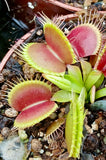 Dionaea "strong"
